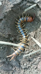 Scolopendra