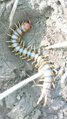 Scolopendra