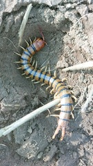Scolopendra
