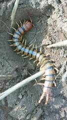 Scolopendra