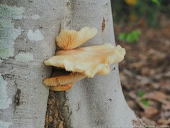 Pleurotus populinus