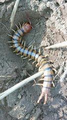 Scolopendra