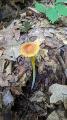 Hygrocybe conica