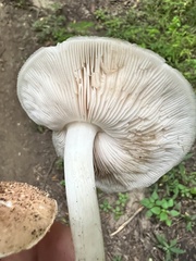 Pluteus
