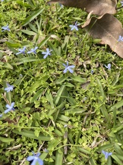 Lobelia quadrangularis