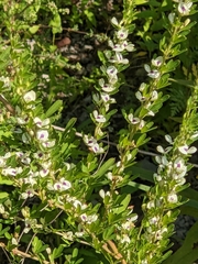 Lespedeza