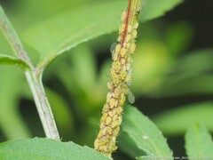 Macrosiphini