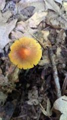 Hygrocybe conica