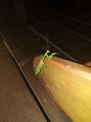 Stagmatoptera septentrionalis