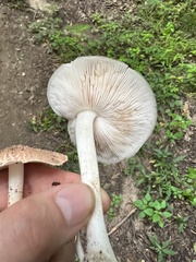 Pluteus