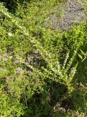 Lespedeza