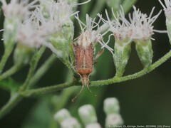 Harmostes fraterculus