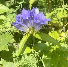Gentiana puberulenta