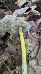 Hygrocybe conica