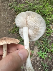Pluteus