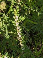 Lespedeza