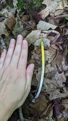 Hygrocybe conica