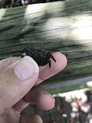 Aratus pisonii