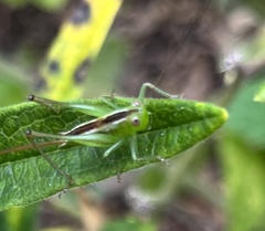 Conocephalus strictus