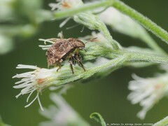 Sphyrocoris obliquus