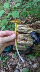 Hygrocybe conica