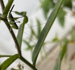 Conocephalus strictus