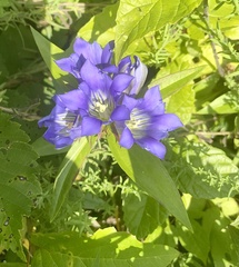 Gentiana puberulenta