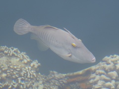 Cantherhines dumerilii