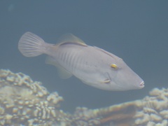 Cantherhines dumerilii