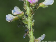 Macrosiphini