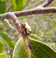 Cryptocephalus mutabilis