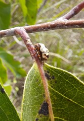 Cryptocephalus mutabilis