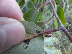 Cryptocephalus mutabilis
