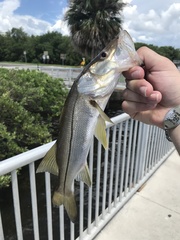 Centropomus undecimalis