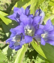 Gentiana puberulenta