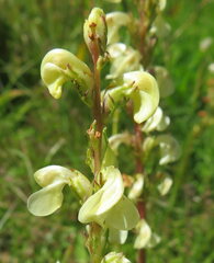 Pedicularis