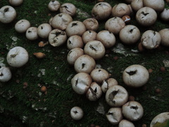Apioperdon