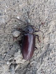 Stenodontes exsertus