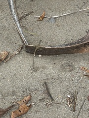 Basiliscus basiliscus