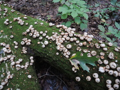 Apioperdon