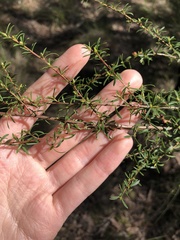 Myrtoideae