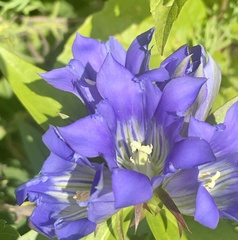 Gentiana puberulenta