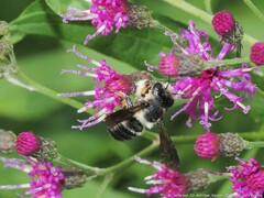 Megachile xylocopoides