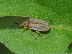 Ophraella communa