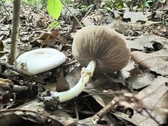Agaricus leptocaulis