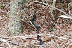 Pantherophis alleghaniensis