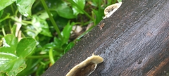 Trametes villosa