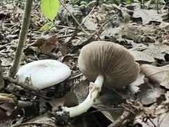 Agaricus leptocaulis