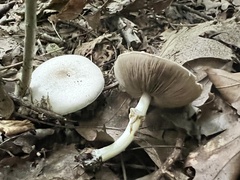 Agaricus leptocaulis