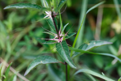 Ruellia caroliniensis